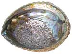 Abalone Shell - Whole - Pink