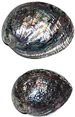 Abalone Shell - Whole - Polished