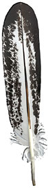 Imitation Eagle Feathers - Bald Immature
