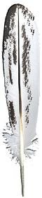 Imitation Eagle Feathers - Bald Semi-Mature