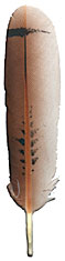 Imitation Hawk Feathers - Red Tail - Tail