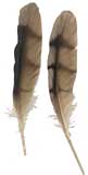 Imitation Hawk - Stenciled Goose