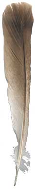 Cinnamon Turkey Feathers - Tails - Heavy Markings
