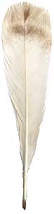 Cinnamon Turkey Feathers - Tails - Marked