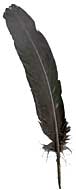 Dyed Turkey Feathers - Rounds - Black