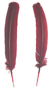 Dyed Turkey Feathers - Rounds - Burgundy