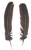 Dyed Turkey Feathers - Rounds - Brown