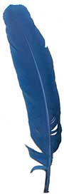 Dyed Turkey Feathers - Select Rounds - Teal Blue