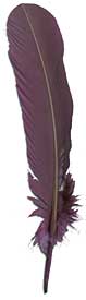 Dyed Turkey Feathers - Select Rounds - Purple