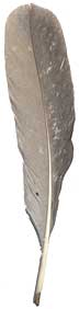 Blue Slate Turkey Feathers - Rounds - Unmarked
