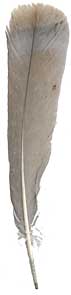 Blue Slate Turkey Feathers -Tails - Blue Tip