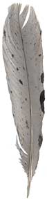 Blue Slate Turkey Feathers - Tails - Spotted