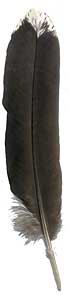 Black Spaniard Turkey Feathers - Rounds - White Tipped