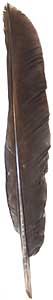 Black Spaniard Turkey Feathers - Black Pointers