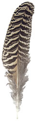 Peacock Feathers - Barred Speckled Mottled Wings