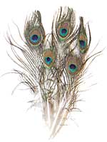 Peacock Feathers - Eyed Sticks - Miniature