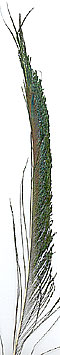 Peacock Feathers - Swords