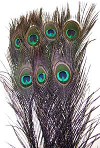Peacock Feathers - Eyed Sticks - Dyed Black