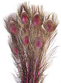 Peacock Feathers - Eyed Sticks - Dyed Pink