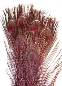 Peacock Feathers - Eyed Sticks - Dyed Red