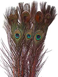 Peacock Feathers - Eyed Sticks - Dyed Orange