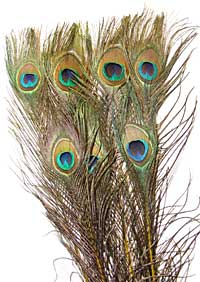 Peacock Feathers - Eyed Sticks - Dyed Yellow