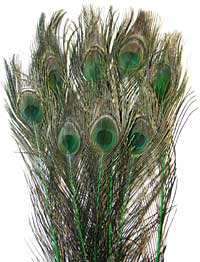 Peacock Feathers - Eyed Sticks - Dyed Green