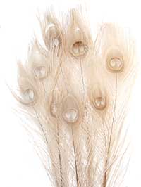 Peacock Feathers - Eyed Sticks - Bleached Eggshell