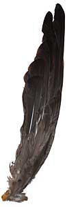Goose Feathers - Full Wing - Natural Grey