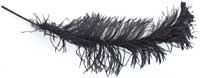 Ostrich Feathers - Wing - Black