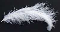 Ostrich Feathers - Wing - White