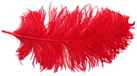 Ostrich Feathers - Wing - Red