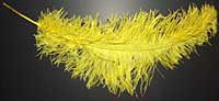 Ostrich Feathers - Wing - Yellow