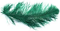 Ostrich Feathers - Wing - Green