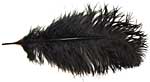 Ostrich Feathers - Drabs - Black