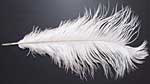 Ostrich Feathers - Drabs - White