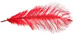 Ostrich Feathers - Drabs - Red