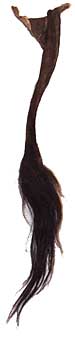 Buffalo Tail (American Bison)