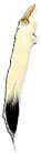 Ermine Tails