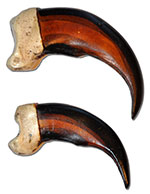 Imitation Grizzly Bear Claws