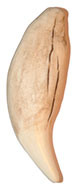 Imitation Bear Tooth