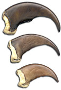 Imitation Black Bear Claws - Realistic