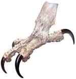 Imitation Eagle Foot