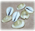external image cowrie_mon.gif