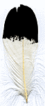 Imitation Eagle Feathers - Golden Shingle