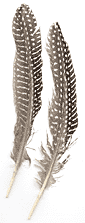 Guinea Hen Feathers - Wing Quills