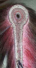 Bottom view of hair-base roach