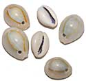 Cowrie Shells - Ringtop