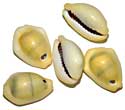 Cowrie Shells - Money