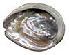 Abalone Shell - Whole - Miniature Red
